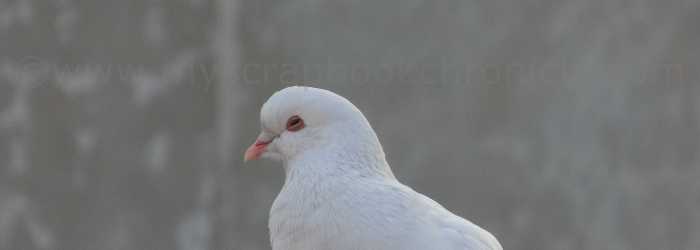 pigeons à casablanca 