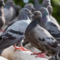 Société de traitement contre les pigeons à casablanca