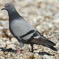pigeons à casablanca