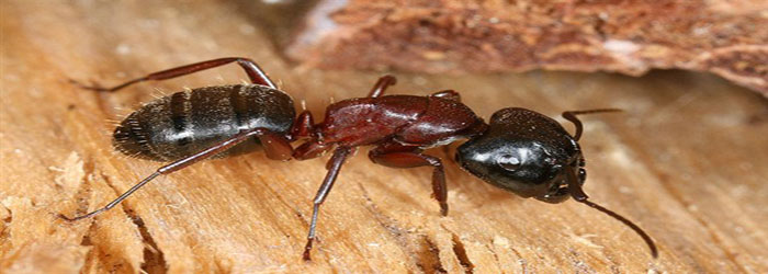 traitement contre les fourmis à casablanca